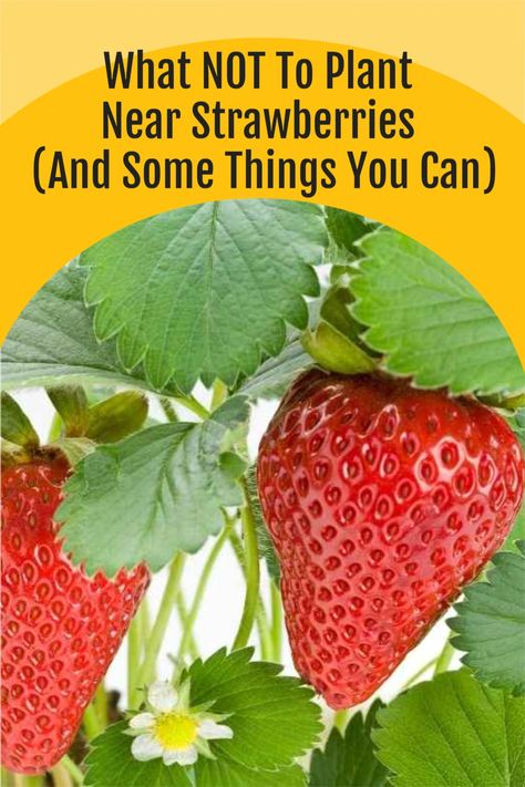 Strawberries Growing, Strawberry Companion Plants, Raised Garden Beds Diy Vegetables, Strawberries In Containers, Asparagus Plant, Canned Blueberries, Growing Blueberries, Berry Garden, Strawberry Garden