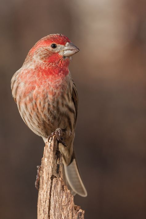 "Bird With Red Head" image by john smith https://www.publicdomainpictures.net/en/view-image.php?image=377836&picture=bird-with-red-head #freeimage #bird #red #head #publicdomain #CC0 Arizona Birds, Wild Birds Photography, Red Inspiration, House Finch, Finches Bird, Sunflower Pictures, Red Heads, John Smith, Wood Bird