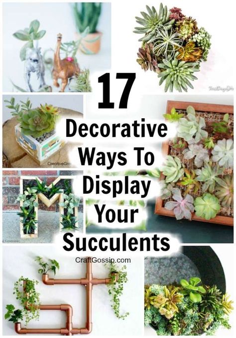 17 Succulent Planters You Can DIY – Home and Garden Dish Gardens, Succulent Display, Succulent Landscape Design, Vertical Vegetable Garden, Succulent Garden Design, Succulent Gardens, Succulent Landscaping, Vertical Herb Garden, Garden Ideas Cheap