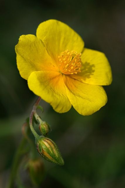 -BLEN flores de Bach- Common Rock Rose Himalayan Flowers, Bach Flowers, Flower Remedies, Buttercup Flower, Bach Flower Remedies, Flower Remedy, Rock Rose, Rose Pictures, Flowers Gif