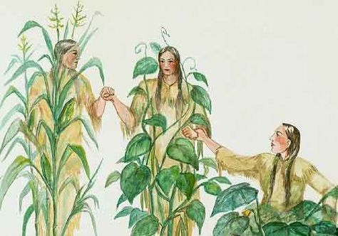 legend of the three sisters | Fluster Buster: Gardens - The 3 Sisters Legend - Corn, Beans & Squash Homemade Plant Fertilizer, Oneida Nation, Traditional Literature, Native American Legends, The Three Sisters, Waldorf Education, 3 Sisters, Fertilizer For Plants, Zone 2