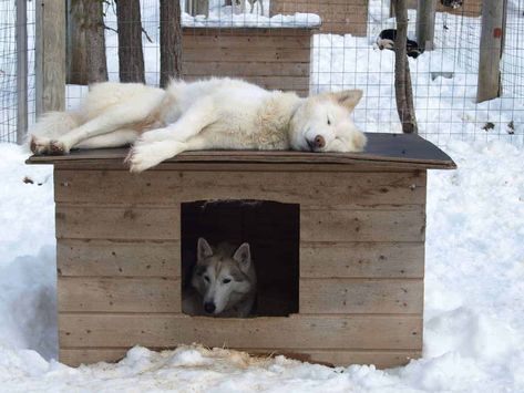 How to Keep a Dog House Warm in the Winter. Dog Outside | Outside Dog Houses | Outdoor Dog House | Cute Dog Houses | Dog House Ideas For Outside | Dog Backyard Ideas | Awesome Dog Houses | Wood Dog Houses Outdoor Dog Area Winter, Diy Doghouse Outdoor Winter, Diy Dog Shelter Outdoor, Insulated Dog House Diy, Diy Insulated Dog House, Dog Backyard Ideas, Dog Houses Outdoor, Xl Dog House, Dog House Plans Insulated