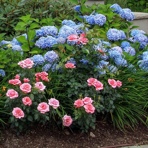 Blue Hydrangea planted with pink roses and daylilies Dahlia And Hydrangea Garden, Deer Resistant Shade Plants, Land Scaping, Hummingbird Plants, House To Home, Stone Steps, Cottage Rose, Sun Loving Plants, Garden Inspo