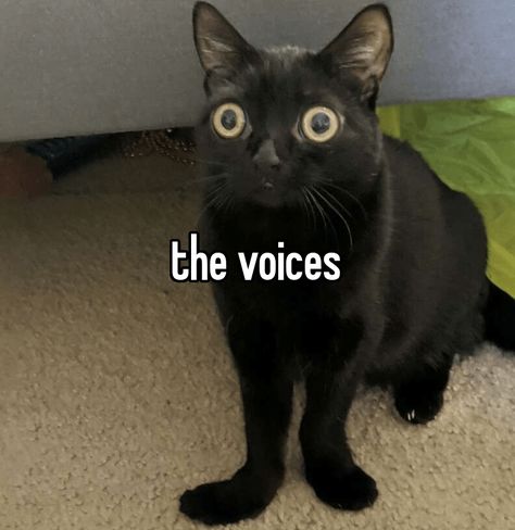 The Voices Cat, Cat Memes Pictures Mood, Funny Looking Cats, Cat Memes Hilarious, Silly Cats Pictures, Positive Reinforcement, Kitten Memes Hilarious, Cat Boarding, Very Funny Pictures