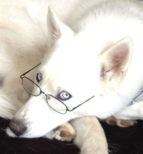 My white siberian husky! with my dad's glasses on cute!!! Husky With Glasses, Puppy In Snow, White Siberian Husky, Wolf Husky, Dream Pet, Animal Encounters, Dog With Glasses, Husky Mom, Siberian Huskies