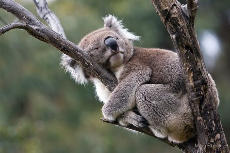 koala "Hug-a-Tree Day" by Mary Broome | Redbubble 980628 Koala Sleeping, Baby Panda Bears, Koala Bears, Baby Koala, Airbrush Art, Australian Animals, Appaloosa, Cute Animal Photos, Quarter Horse