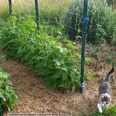 This was how my summers were spent but the rows were three times long as this. It was also full of other garden foods. Pole Bean Trellis, Green Bean Trellis, Easy Trellis, Garden Beans, Bean Trellis, Pea Trellis, Growing Beans, Trellis System, Trellis Netting