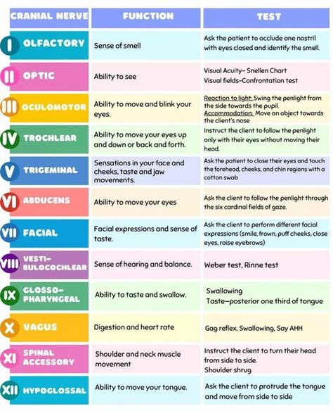 Cranial Nerves Function, Cranial Nerves Anatomy, Brain Anatomy And Function, Nursing Flashcards, Physical Therapy Student, Bells Palsy, Physical Therapy Assistant, Nursing School Essential, Nursing School Motivation