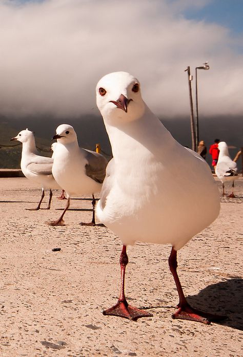 Foto Macro, Regnul Animal, Coastal Birds, Image Nature, Shorebirds, Funny Birds, Pretty Birds, Sea Birds, Beautiful Animals