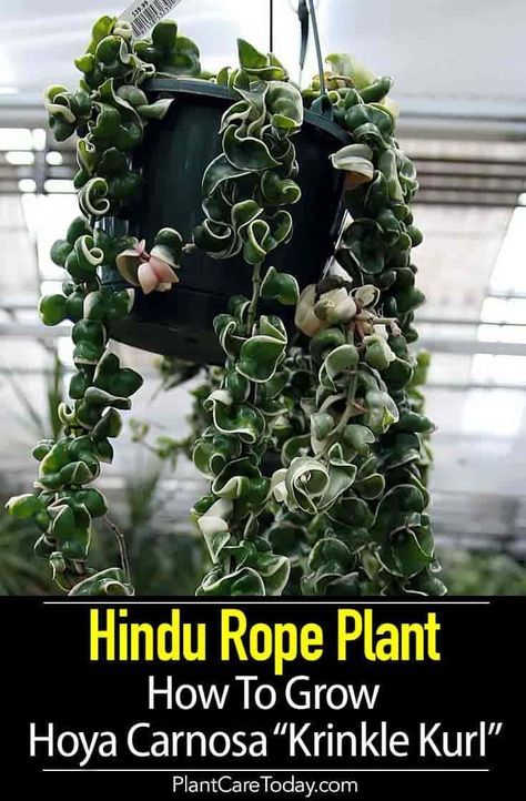 Hindu Rope Plant Care: How To Grow Hoya Carnosa “Krinkle Kurl” Unusual Indoor Plants, Hindu Rope Hoya, Hoya Rope Plant, Hoya Carnosa Compacta Variegata, Hindu Rope Plant Care, Hoya Rope Plant Care, Hoya Compacta Care, Hoya Hindu Rope Plant, Hoya Plant Care