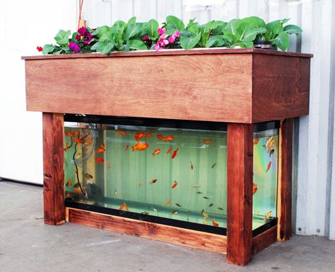 Indoor Aquaponics, Backyard Aquaponics, Aquaponics Fish, Aquaponics Diy, Aquaponic Gardening, Grow System, Plants Growing, Aquaponics System, Pet Fish