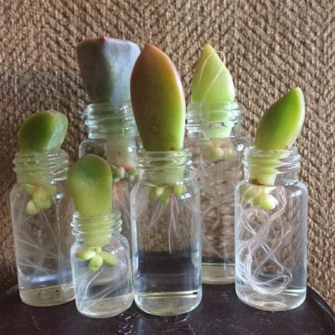 Water Propagation, نباتات منزلية, Propagating Succulents, Growing Succulents, Succulent Gardening, Instagram Time, Whimsical Garden, Cactus Y Suculentas, Propagating Plants