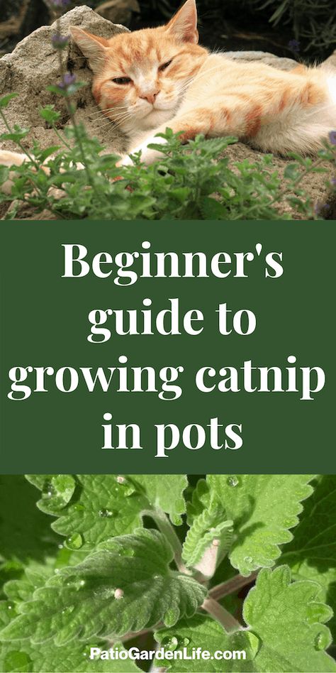 Growing catnip in pots from seeds - Patio Garden Life How To Grow Catnip, Grow Catnip, Growing Catnip, Planting Seeds Indoors, Houseplants Safe For Cats, Growing Chives, Catnip Plant, Growing Mint, Growing Ginger