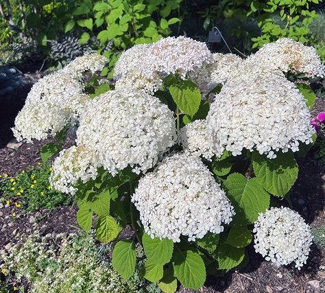 I Love the Wee White Hydrangea Wee White Hydrangea, Hydrangea Landscaping, Smooth Hydrangea, Hydrangea Arborescens, Small Shrubs, Long Flowers, Hydrangea Not Blooming, White Hydrangea, Perennial Garden