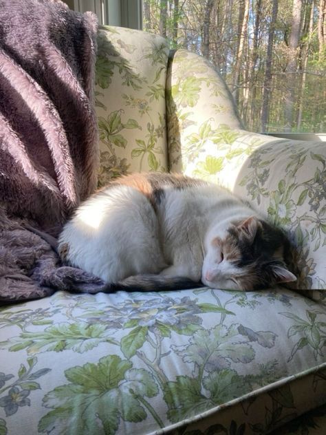 Sleeping On The Couch Aesthetic, Floral Couch Aesthetic, Cottagecore Couch, Cat On Couch, Cat On Bed, Cat Snuggling, Couch Aesthetic, Sleeping On The Couch, Kitty Sleeping