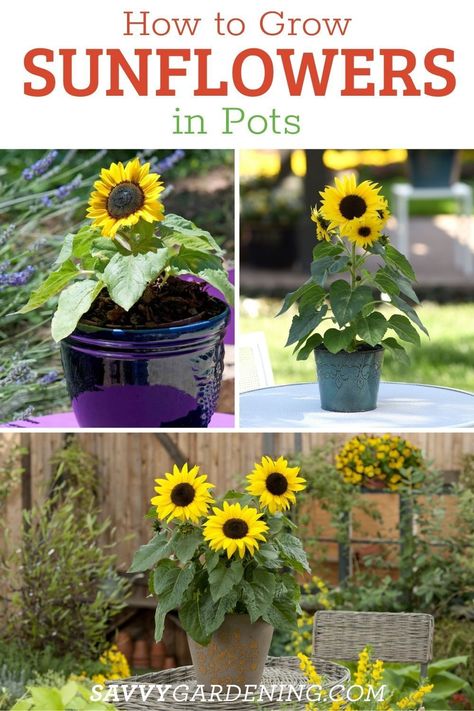 Sunflowers In Planters, Growing Sunflowers In Containers, Sunflower Container Gardening, Indoor Sunflower Plant, Growing Sunflowers In Pots, Planting Sunflowers In Pots, Sunflowers In Pots Planters, Sunflowers In A Pot, Sunflower Planter Ideas