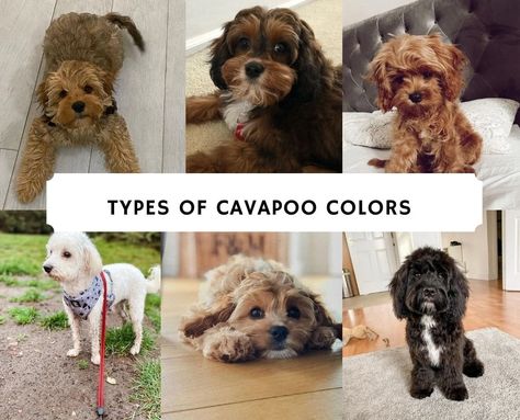 Types of Cavapoo Colors: Tri-Color, Black, White, etc. (2022) - We Love Doodles Phantom Cavapoo, Tri Color Cavapoo, Black Cavapoo, King Charles Cocker Spaniel, Phantom Poodle, Cavapoo Dogs, Dog Crossbreeds, Cavapoo Puppies, Dog Pop Art