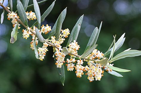 Olivo en flor / Olive tree in bloom / Olivier en fleurs Olive Flower, Growing Olive Trees, Resort Logo, Olive Oil Bottles, Olive Leaf, Olive Tree, Flower Images, Fruit Trees, Daffodils