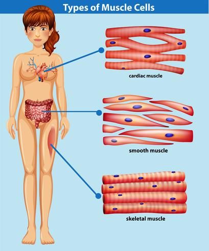 Skeletal Muscle Anatomy, Types Of Muscles, Nursing Student Tips, Medical Student Study, Medical School Inspiration, Medical School Studying, Medical School Essentials, Muscle Anatomy, Human Anatomy And Physiology