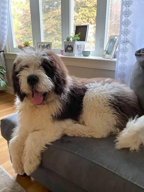 Six month old Freddy Saint Berdoodle, St Berdoodle, Super Cute Dogs, English Sheepdog, Six Month, Old English Sheepdog, Fluffy Dogs, Apartment Decor Inspiration, Animal Friends