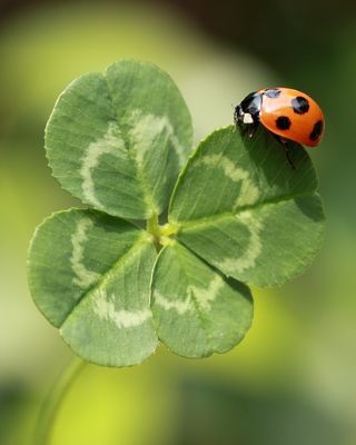 Happy Week, A Ladybug, Beautiful Bugs, Lady Bugs, Airbrush Art, Bugs And Insects, Four Leaf, Beetles, Leaf Clover