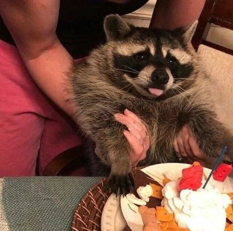 Daily Raccoon (@RaccoonDaily) / Twitter Raccoon Eating, Pet Raccoon, Pet Cemetery, Cute Raccoon, Illustration Photo, Trash Panda, Favorite Animals, Racoon, Cute Creatures