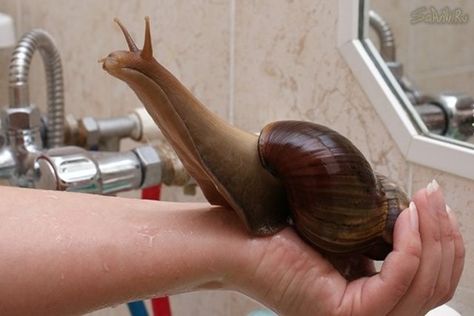 East African Giant Land Snail Trail. Ooough! Giant African Land Snails, Giant Snail, Land Snail, Pet Snails, Molluscs, Sea Snail, Sea Slug, Types Of Animals, Creepy Crawlies