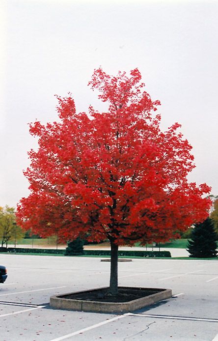 October Glory Red Maple (Acer rubrum 'October Glory') at Oakland Nurseries Inc October Glory Red Maple Tree, Redpointe Maple Tree, Big Leaf Maple Tree, Red Sunset Maple, Acer Rubrum, Red Maple Tree, Crimson Sunset Maple Tree, Live Tree, Red Maple