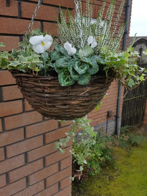 My new winter hanging basket: ivy, carex, white pansies, cineraria, cyclamen, white heather. Autumn Garden Pots, Winter Planter Ideas, Winter Hanging Baskets, White Pansies, Winter Planter, Hanging Flower Baskets, Plants For Hanging Baskets, Winter Plants, White Heather