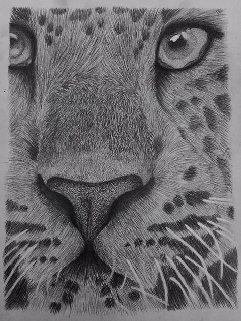 Leopard Tonal Drawing #tone #tonal #leopard #animal #animalportrait #portrait #blackandwhite #leoparddrawing Tonal Drawing, Drawings Of Animals, Leopard Drawing, Natural Form Art, Observational Drawing, Animal Drawing, Gcse Art, Leopard Animal, African Animals