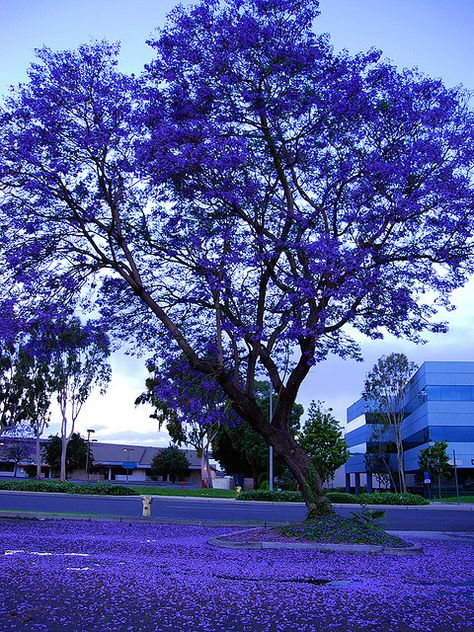 Jacaranda Tree                                                                                                                                                                                 More Jacaranda Trees, Jacaranda Tree, Amazing Trees, Beautiful Trees, Unique Trees, Colorful Trees, Nature Tree, Tree Forest, Garden Trees