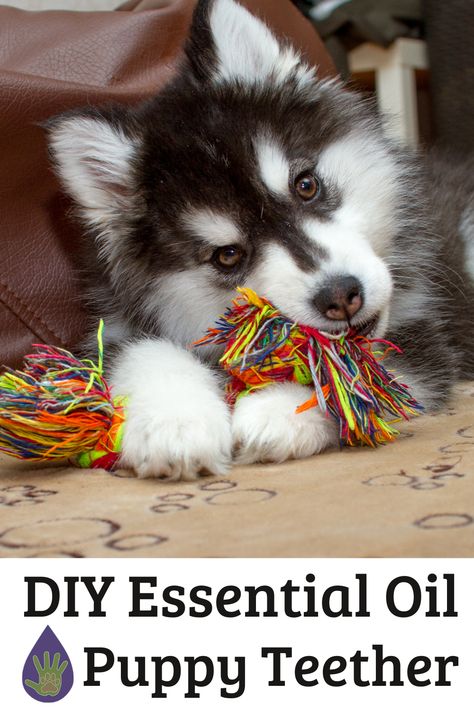 Teething Puppy Support using essential oils! This DIY Puppy Teether is made with just a rope toy and essential oils! Teething Puppy Remedies, Diy Puppy Toys Teething, Puppy Teething Remedies, Diy Puppy Toys, Essential Oils Dogs, Teething Remedies, Puppy Toys, Puppy Teething, Diy Teething