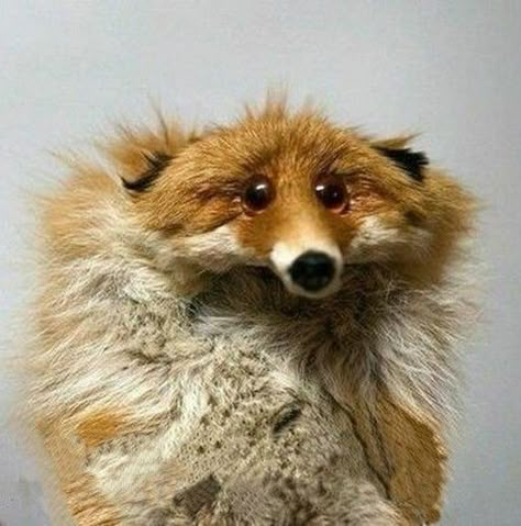 Fox Memes Funny, Fox Reaction Pic, Human Fox Oc, Funny Fox Pictures, Fox Hybrid Human, Fox Meme, Fox Hybrid, Silly Fox, Funny Taxidermy