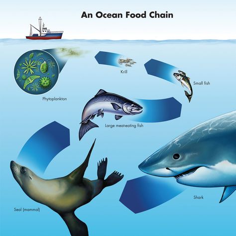 Ocean Food Web, Ocean Food Chain, Ocean Food, Trophic Level, Ocean Ecosystem, Food Web, Types Of Fish, Food Chain, Kids Corner