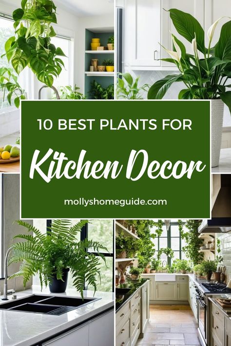 Discover the best indoor plants for your kitchen with our indoor gardening ideas. Create a vibrant herb garden or choose houseplants that need zero sunlight. From the best plants to clear your kitchen air to hard-to-kill varieties, our indoor plant care guide has you covered. Enjoy the benefits of air-cleaning plants and grow the best herbs indoors effortlessly. Elevate your space with these top choices today! Indoor Plants In Kitchen Ideas, Kitchen Counter Plants Decor, Plants In Kitchen Decor, Indoor Plants Decor Kitchen, Houseplants In Kitchen, Kitchen Island Plant Decor, Hanging Herbs In Kitchen Window, Plants Above Kitchen Island, House Plants Decor Kitchen