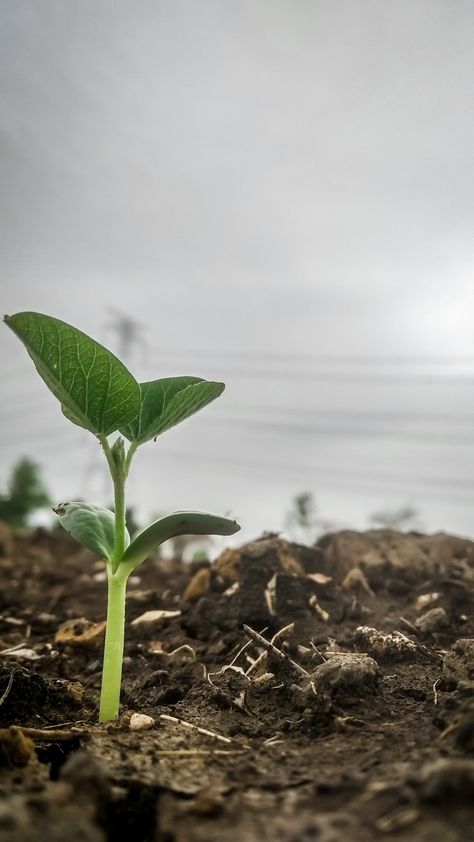 Organic Farming Photography, Elemento Terra, Fruit World, Natural Photography, Farm Photography, Plant A Tree, Best Islamic Images, Forest Photography, Islamic Images