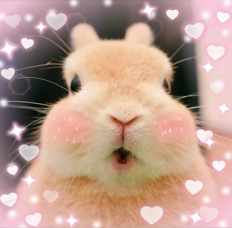 #grunge #y2k #cute #pinkaesthetic #bunny #uwu Bunny Icon Cute, Bunny Profile Pictures, Bunny Y2k, Bunny Pfp, Pretty Backpacks, Beautiful Rabbit, Adorable Bunny, Kawaii Animals