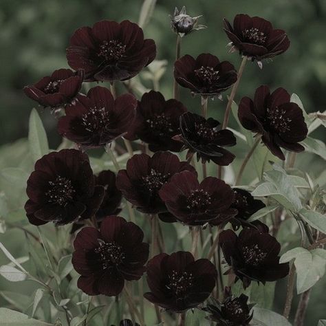 Chocolate Cosmos, Gothic Flowers, Goth Garden, Gothic Garden, Dark Flowers, Plant Aesthetic, Gothic Aesthetic, Goth Aesthetic, Pretty Plants