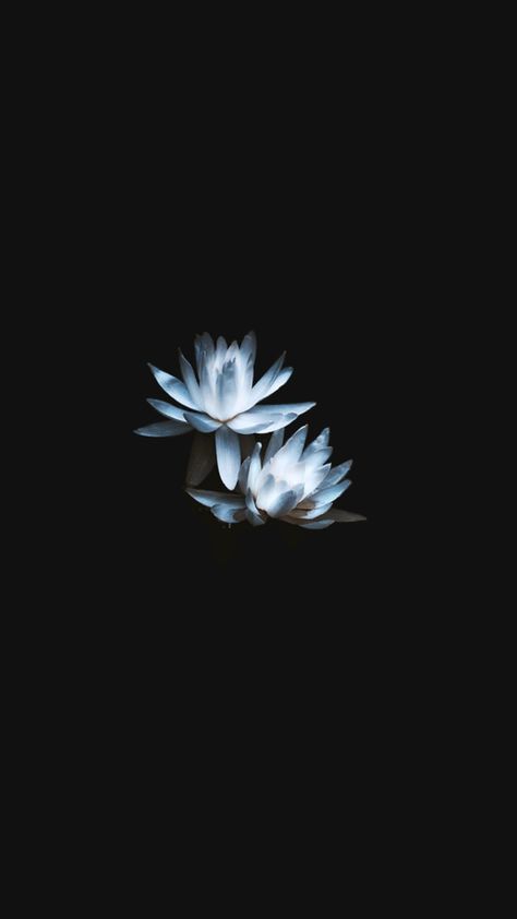 Black Flowers Wallpaper, Lotus Flower Wallpaper, Iphone Wallpaper Tumblr Aesthetic, Black Flowers, Dark Floral, Exotic Flowers, Flower Backgrounds, Pretty Places, Aesthetic Backgrounds