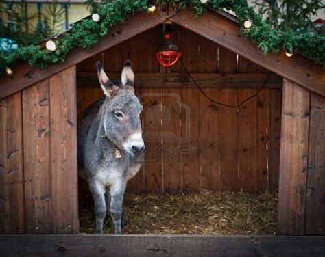 Mini Horse Barn, Shelter Architecture, Baby Donkeys, Pig Shelter, Donkey Care, Wilderness Survival Shelter, Outdoor Cat Shelter, Feral Cat Shelter, Livestock Shelter