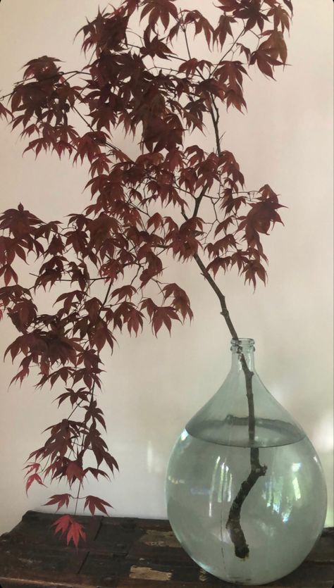 Kacey Musgrave’s branch in large vase on vintage travel trunk. Dried Branches In Vase, Japanese Maple Tree Tattoo, Floral Branches In Vase, Tree Branch Arrangements, Branch In Vase, Glass Vase With Floral Branches, Branch Vase, Japanese Dining Room, Vase With Branches Ceramic