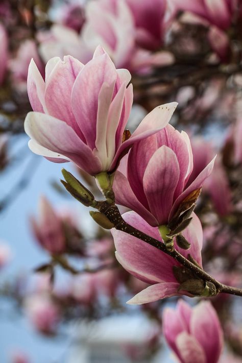 Magnolia Flowers, Magnolia Phone Wallpaper, Magnolia Photography, Magnolia Flower Aesthetic, Magnolia Reference, Magnolia Flower Photography, Open Magnolia Flower, Macro Flower, Magnolia Blossom