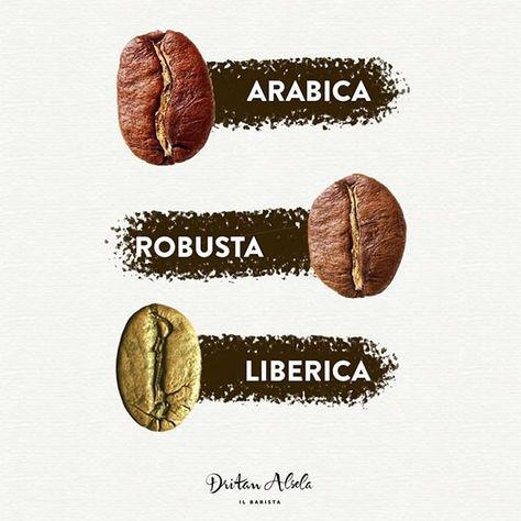 Most popular types of coffee beans! Which do you prefer? | Use #alternativebrewing for Feature by @dritanalsela Coffee Beans Photography, Barista Cafe, Types Of Coffee Beans, Coffee Infographic, Types Of Coffee, Poster Coffee, Coffee Guide, Coffee Facts, Coffee Bean Grinder