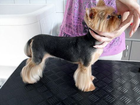 Great haircut for a male yorkie Haircut Asian Hair, Yorkie Puppy Haircuts, Yorkshire Terrier Grooming, Haircut Asian, Yorkie Hairstyles, Puppy Haircut, Yorkie Haircuts, Yorkshire Terrier Haircut, Yorkshire Terrier Teacup