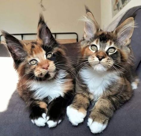 Mane Coone Kittens, Main Coone Kitten, Maine Coone Kitten, Main Coone Cat, Maine Coone Cat, Mancoon Cats, Maine Coone, Calico Cats, Cute Small Animals