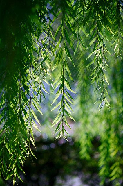 Willow Trees Garden, Weeping Willow Tree, Rooting Hormone, Theme Nature, Willow Leaf, Willow Branches, Weeping Willow, Tree Photography, Psalm 23