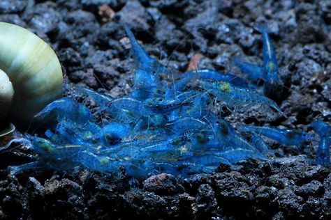 10 Blue Velvet Shrimp - Neocaridina davidi Live Freshwater Aquarium Shrimp - 1/4 to 1 inch Long.  Beautiful light blue color. Free moss will be included for the shrimps to hold on to during shipping. Live Arrival Guaranteed! Live Shrimp, Aquarium Shrimp, Aquatic Pets, Cherry Shrimp, African Cichlids, Home Aquarium, Pet Fish, Exotic Fish, Fish Tanks