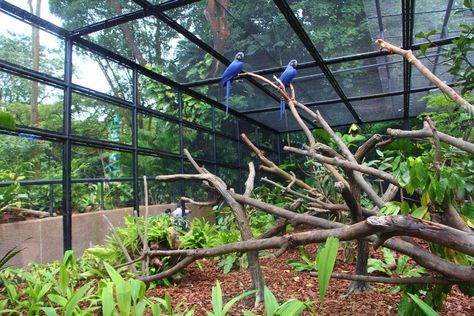 Parrot Habitat, Big Bird Cage, Bird Room, Zoo Inspiration, Bird Ideas, Hyacinth Macaw, Metal Building Designs, Zoo Ideas, Outdoor Sitting