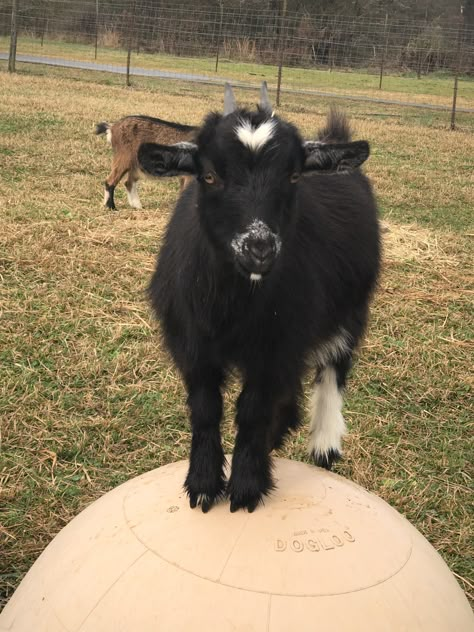 Black Pygmy Goat, Black Ram Animal, Black Goat Aesthetic, Goat Aesthetic, Goat Oc, Sheep Outfit, Black Goats, Cottage Core Farm, Ram Art