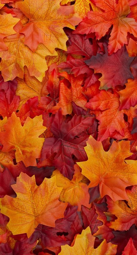 Fall Leaves Photos, Autumn Colors Wallpaper, Red Leaves Wallpaper, Autumn Leaves Aesthetic, Fall Leaves Wallpaper, Red Autumn Leaves, Fall Leaves Background, Yellow Blanket, Autumn Leaves Wallpaper